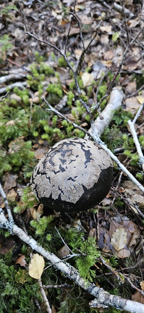 Amanita nothofagi · March 2026 · photo: © shane212 (iNaturalist, cc0)