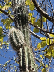 Pilosocereus alensis, photograph (c) Adrian Bojorquez, some rights reserved (CC BY-SA)