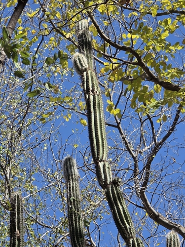 Pilosocereus alensis, photograph 3