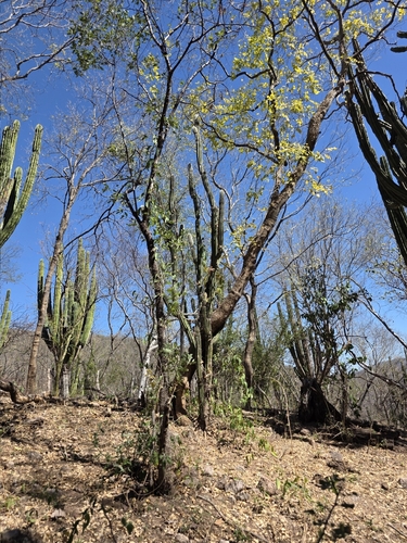 Pilosocereus alensis, photograph 4