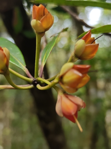 Anneslea fragrans observed 2026-03-24