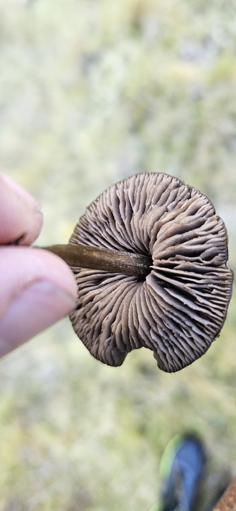 Entoloma perzonatum · March 2026 · photo: © shane212 (iNaturalist, cc0)