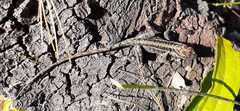 Anolis caceresae