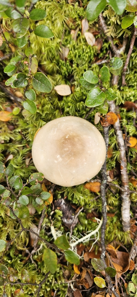 Russula purpureotincta · March 2026 · photo: © shane212 (iNaturalist, cc0)