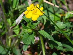 Ranunculus macranthus