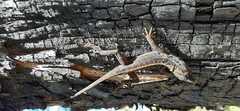 Anolis caceresae