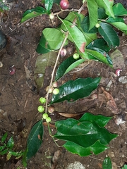 Chrysophyllum argenteum