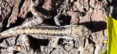 Anolis caceresae