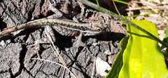 Anolis caceresae