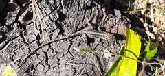 Anolis caceresae