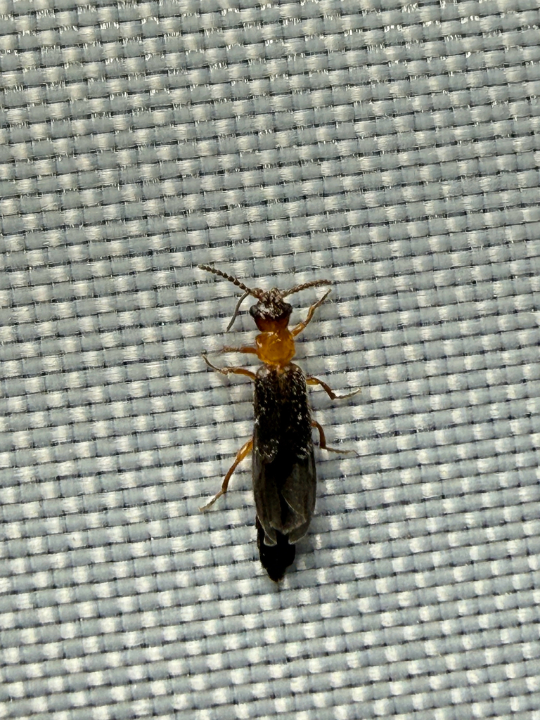 Telegeusis texensis
