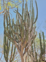 Stenocereus montanus, photograph (c) Adrian Bojorquez, some rights reserved (CC BY-SA)