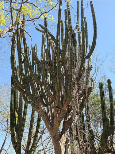 Stenocereus montanus, photograph 3