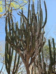 Stenocereus montanus, photograph (c) Adrian Bojorquez, some rights reserved (CC BY-SA)