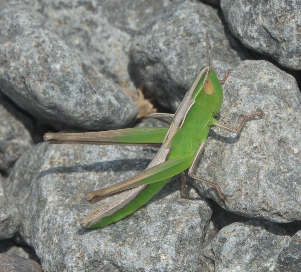 Handsome Grasshopper