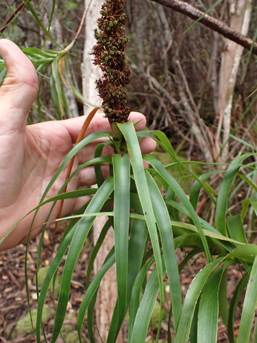 Dragon Heath (Richea dracophylla)