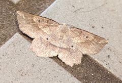 Euchlaena deplanaria