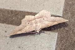 Euchlaena deplanaria