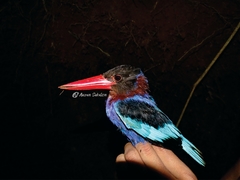 Halcyon cyanoventris