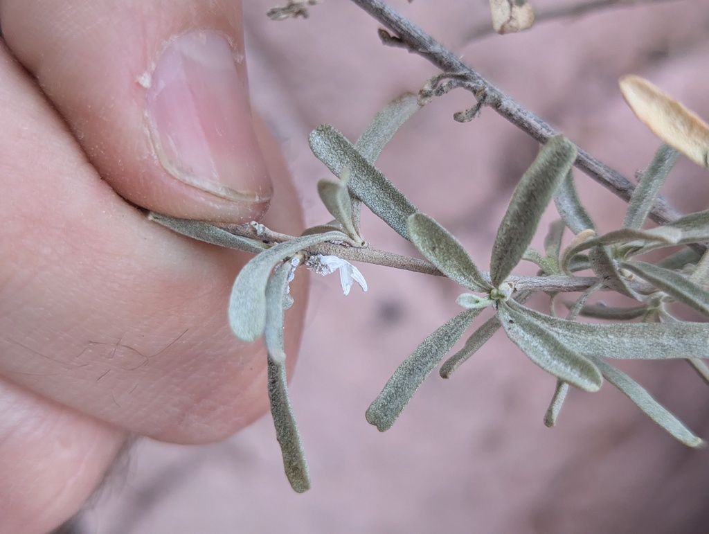 atriplex ensign scale