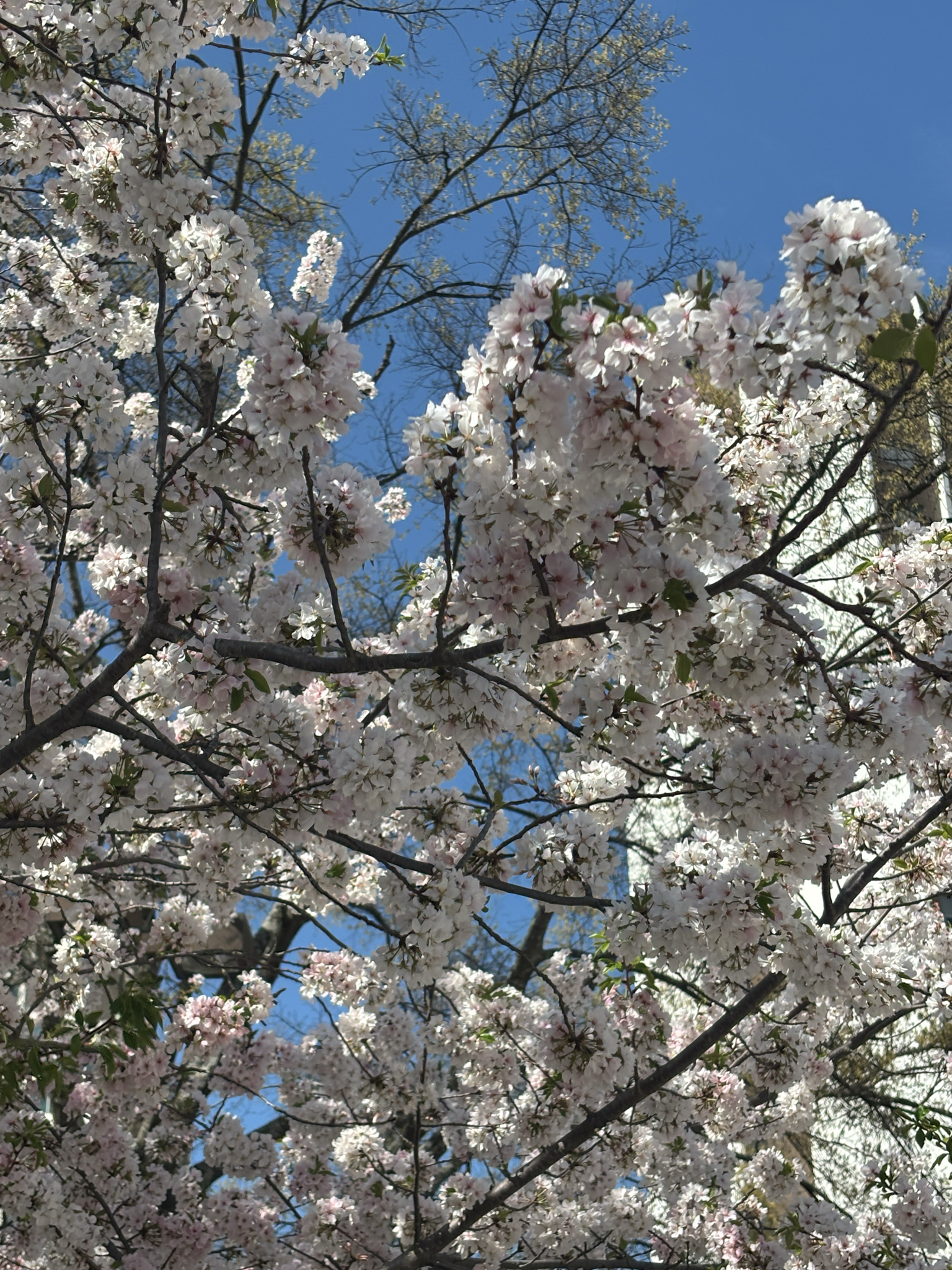 Yoshino cherry