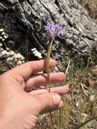 Unknown species found near Valparaiso Way, Redding, CA, US