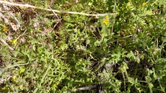 Pholistoma auritum arizonicum