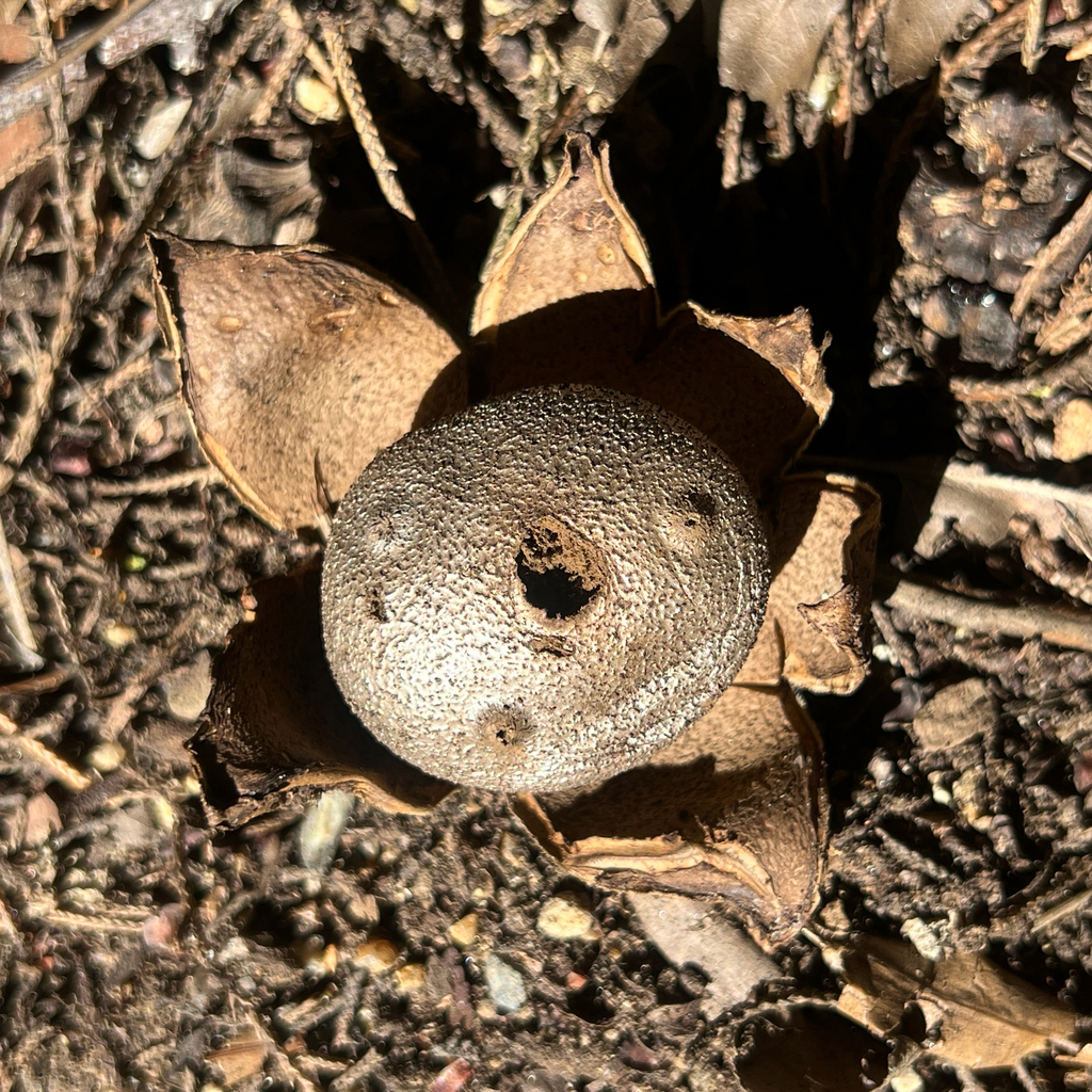 Myriostoma australianum · March 2026 · photo: © douch (iNaturalist, cc-by-sa)