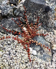 Epilobium microphyllum