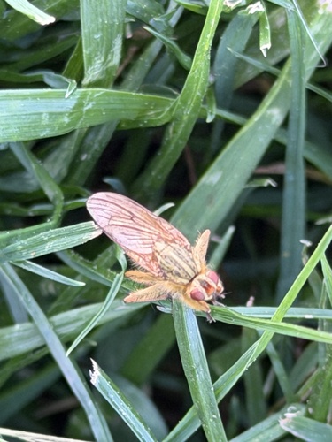 Unknown species found near Baroni Park, Chico, CA, US