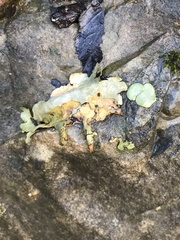 Dermatocarpon muhlenbergii