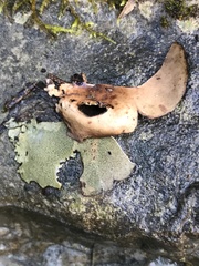 Dermatocarpon muhlenbergii