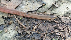 Stenorrhina degenhardtii