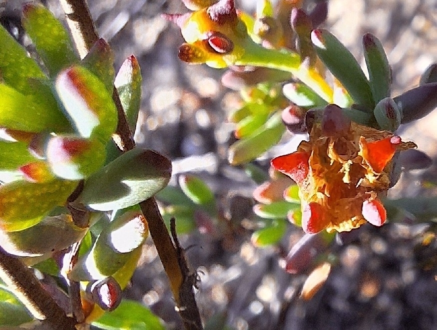 Lampranthus falcatus; photograph (c) Adele SL, some rights reserved (CC BY)