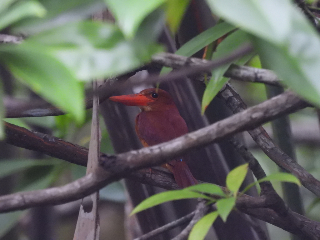 Ruddy Kingfisher (Halcyon coromanda)
