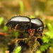 Escarabajos Barrenadores Polífagos - Photo (c) Katja Schulz, algunos derechos reservados (CC BY), subido por Katja Schulz