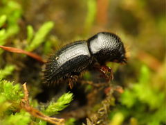 Euwallacea validus