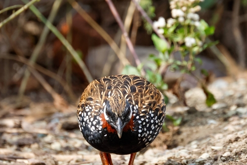 Black Francolin (Francolinus francolinus), photo 4