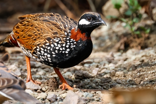 Black Francolin (Francolinus francolinus), photo 5