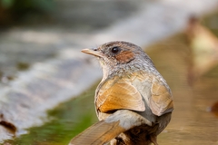 Streaked Laughingthrush photo 4