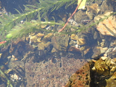 Cambarellus montezumae