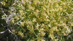 Galium stellatum eremicum