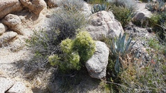 Galium stellatum eremicum