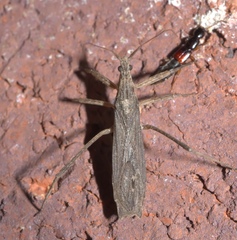 Pygolampis pectoralis