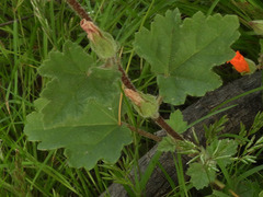 Sphaeralcea coulteri