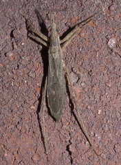 Pygolampis pectoralis