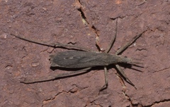 Pygolampis pectoralis