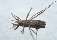 Pygolampis pectoralis