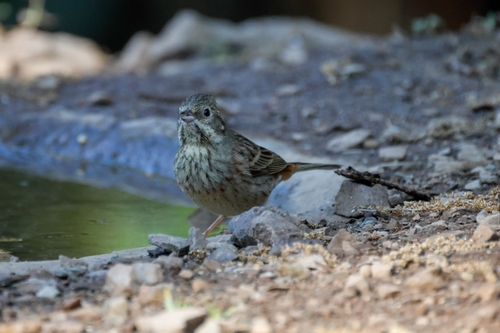 White-capped Bunting (Emberiza stewarti), photo 9
