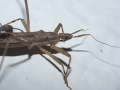 Pygolampis pectoralis